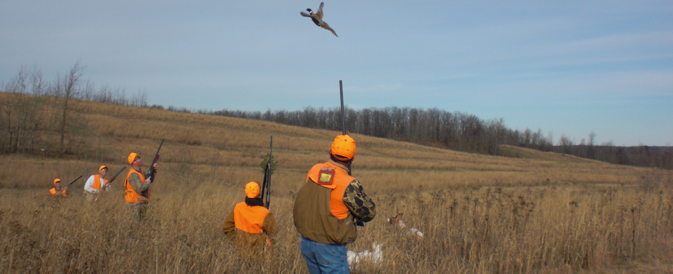 Hunters in open field shooting a a flying pheasant