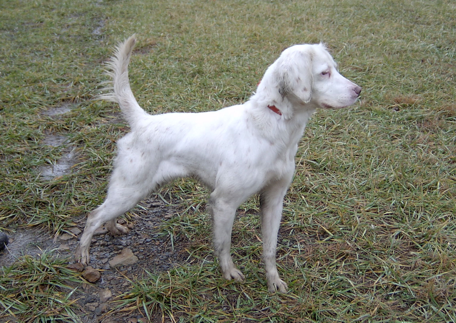 English Setter Puppies for Sale - Warriors Mark Wingshooting Lodge and