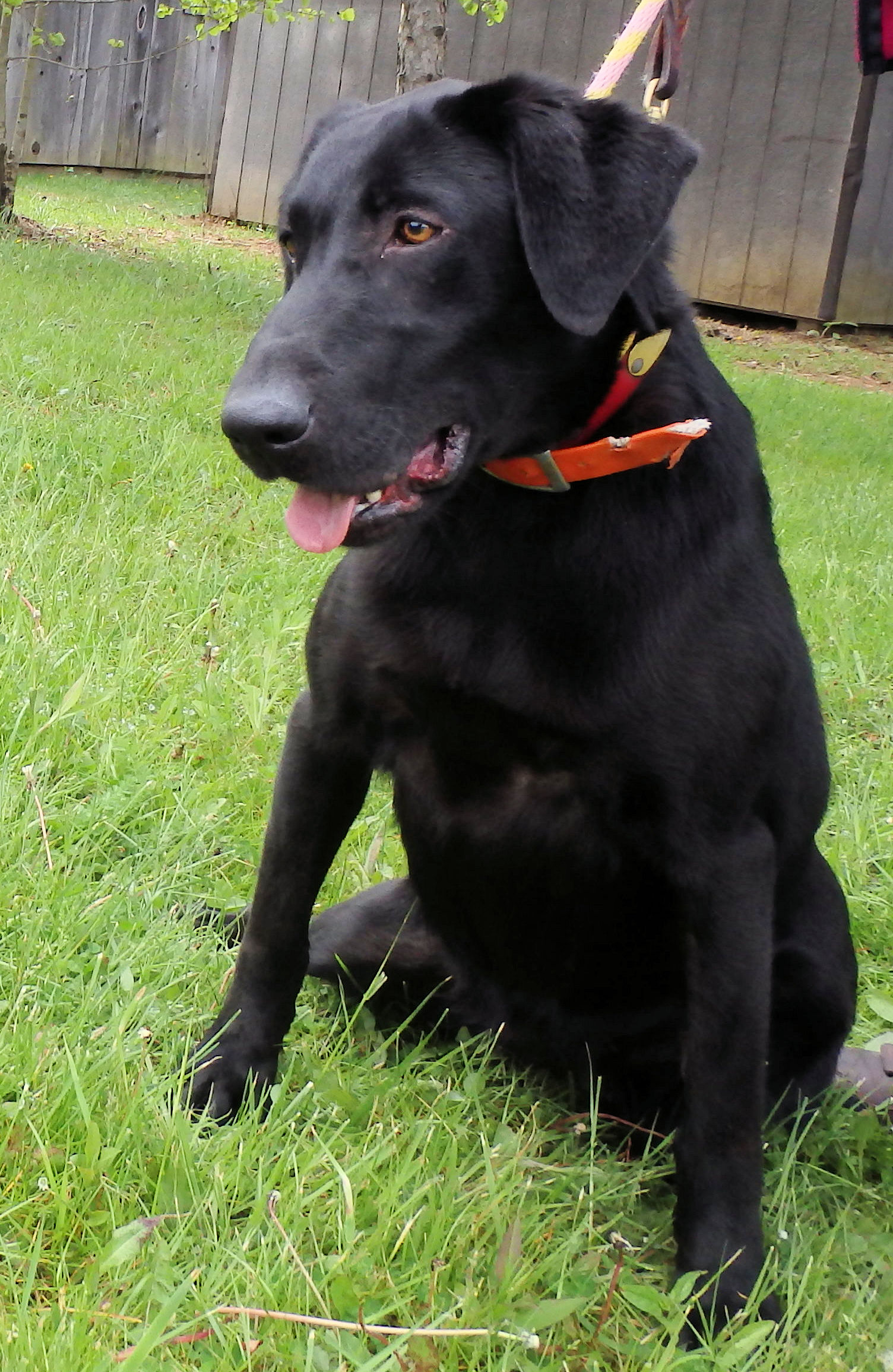 Labrador Retriever Puppies for Sale Warriors Mark Wingshooting Lodge