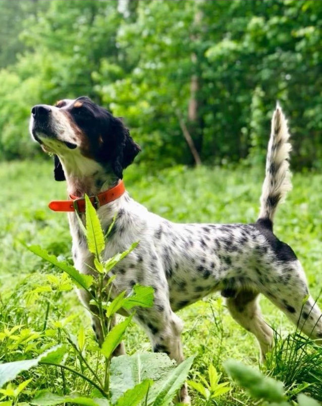 English Setter Puppies For Sale - Warriors Mark Wingshooting Lodge And ...